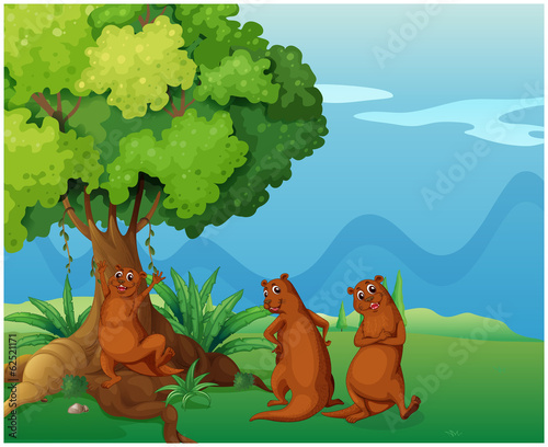 Three playful wild animals near the big old tree