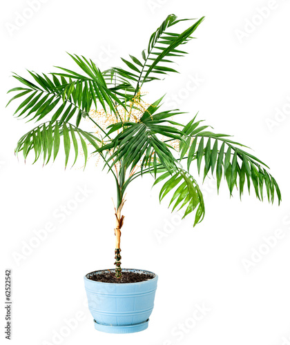 Houseplant isolated on white background