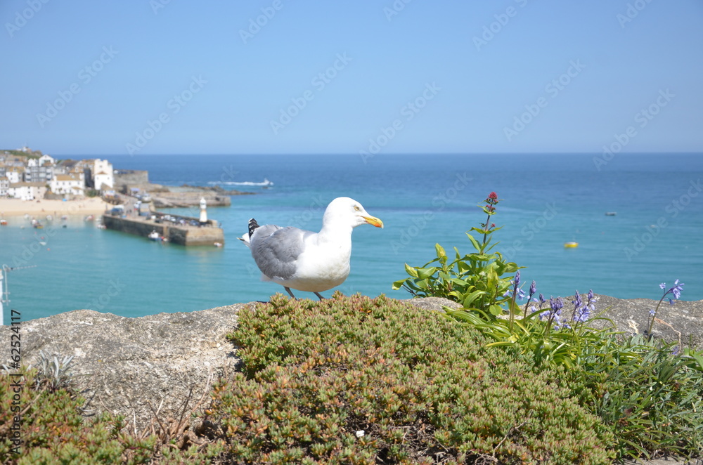 White and grey Seagull on a stone White and grey Seagull on a stone