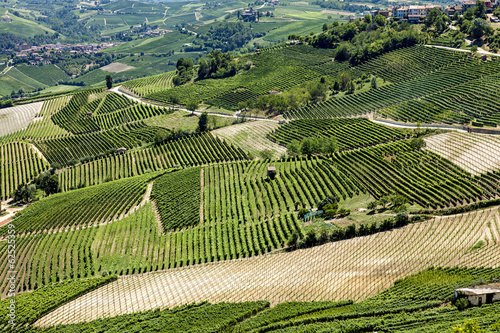 Obraz na plátně paysage viticole vert et culture des vignes bio