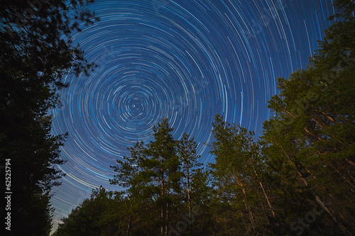 Forest on a starry sky background