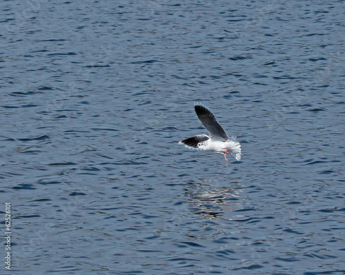 Little Gull Underwing