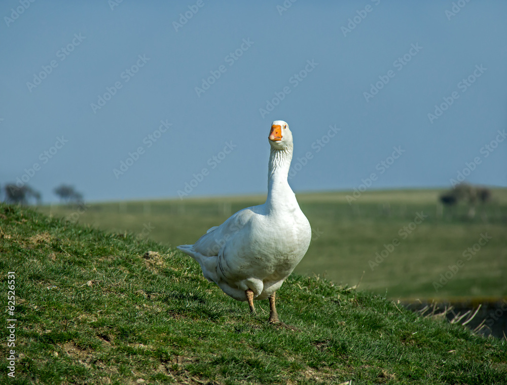 Obraz premium Goose