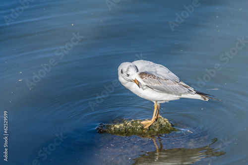 Seagull on a Rock