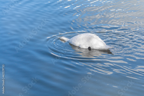 Swan Dipping its Head
