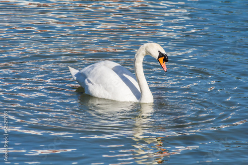 Swan Floating on the Water