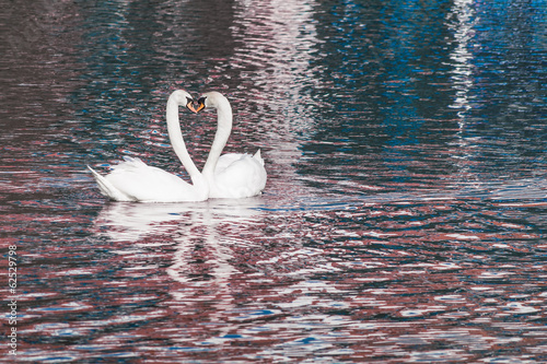Two Swans Love Heart
