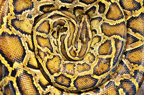 pattern of Boa skin . photo