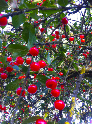 Les cerises rouges
