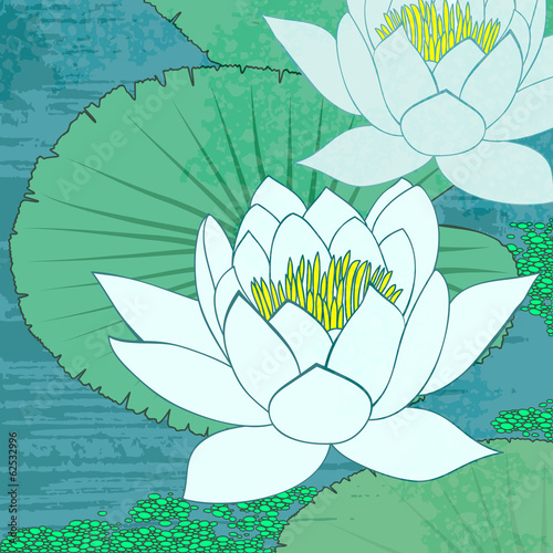 Water lily, flowers on the water.