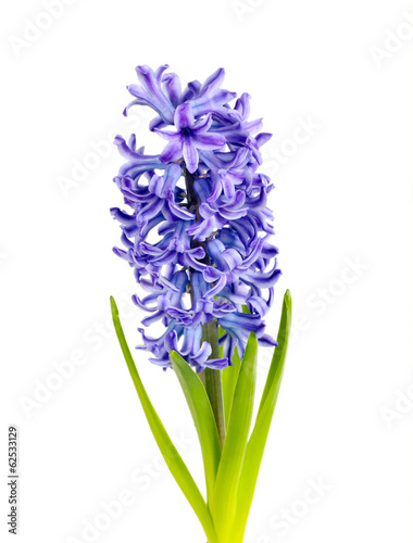 Purple Hyacinth