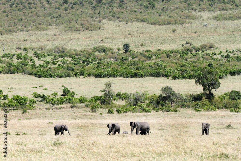 Beautiful elephants in the Masai Mara