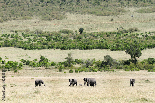 Beautiful elephants in the Masai Mara © Dr Ajay Kumar Singh
