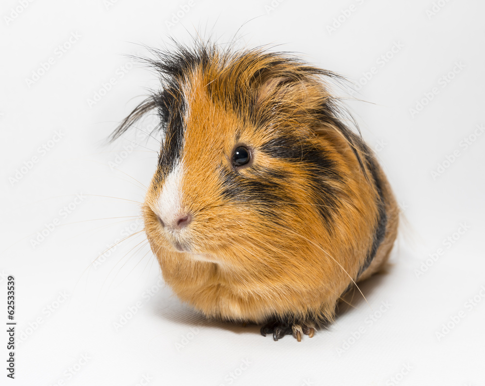Guinea Pig Guinea Pig