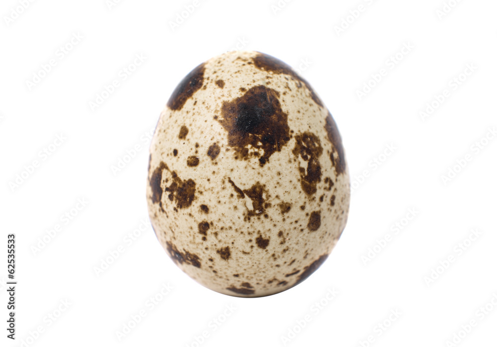 quail eggs quail eggs