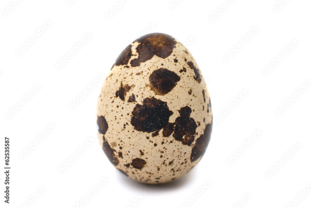 quail eggs quail eggs