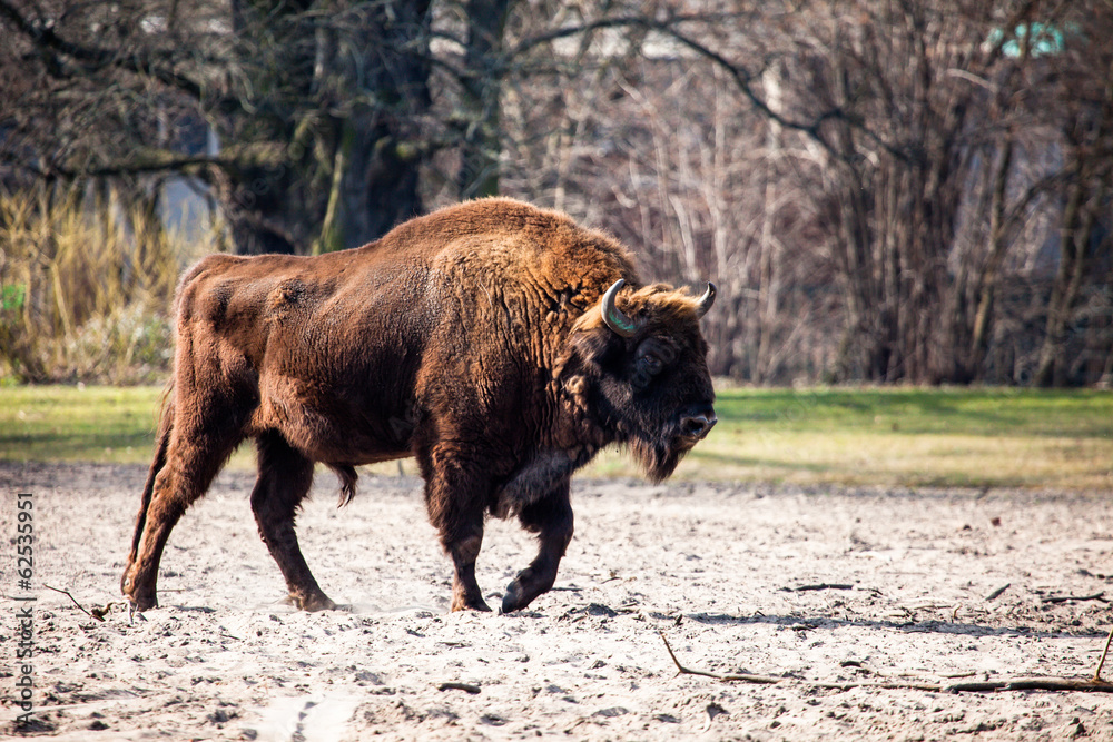 Herd of American Bison (Bison Bison) or Buffalo Herd of American Bison (Bison Bison) or Buffalo