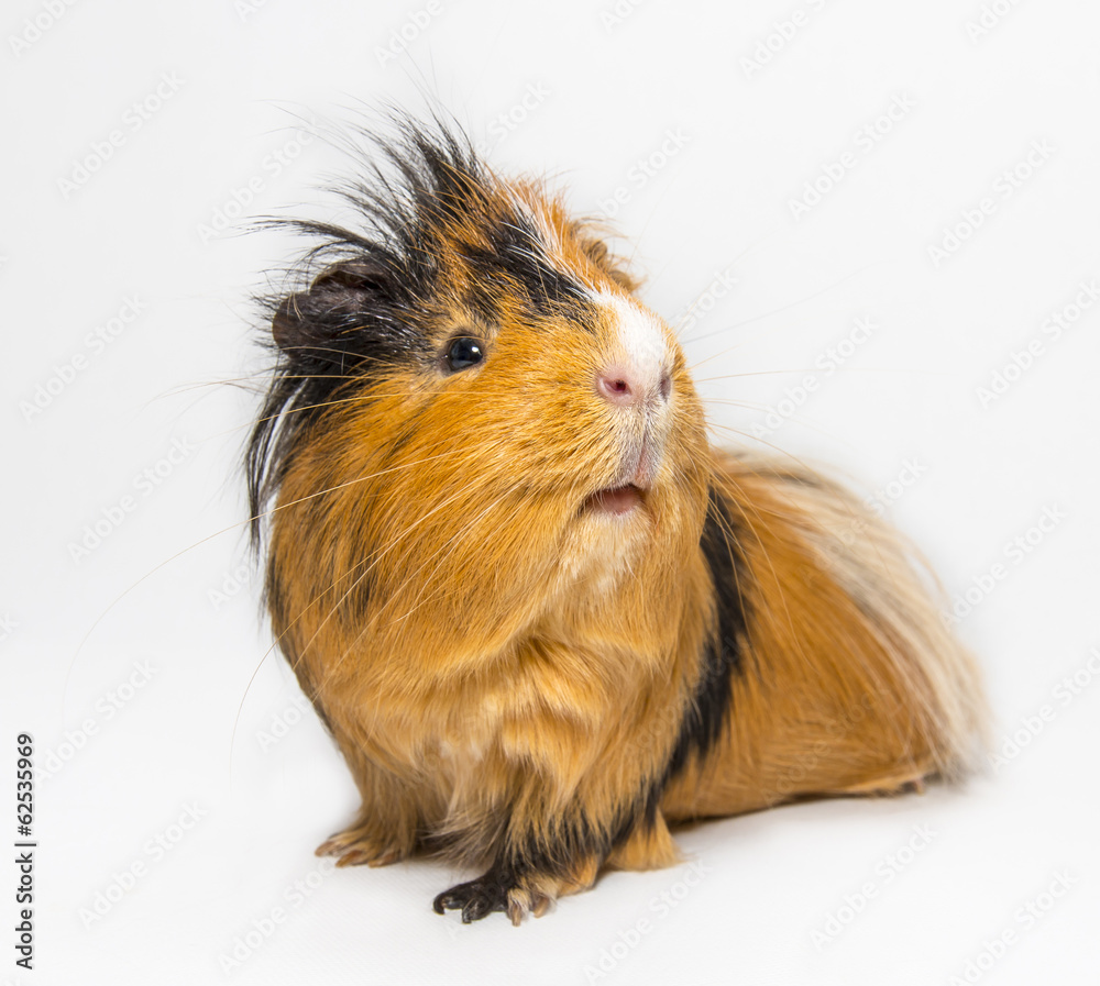 Guinea pig Guinea pig