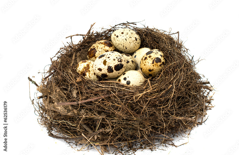 Nest with eggs