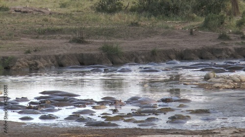 groupe d'hyppopotames photo