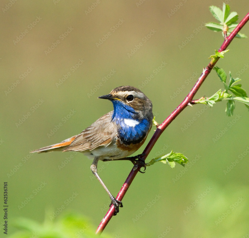 Bluethroat on the branch Bluethroat on the branch