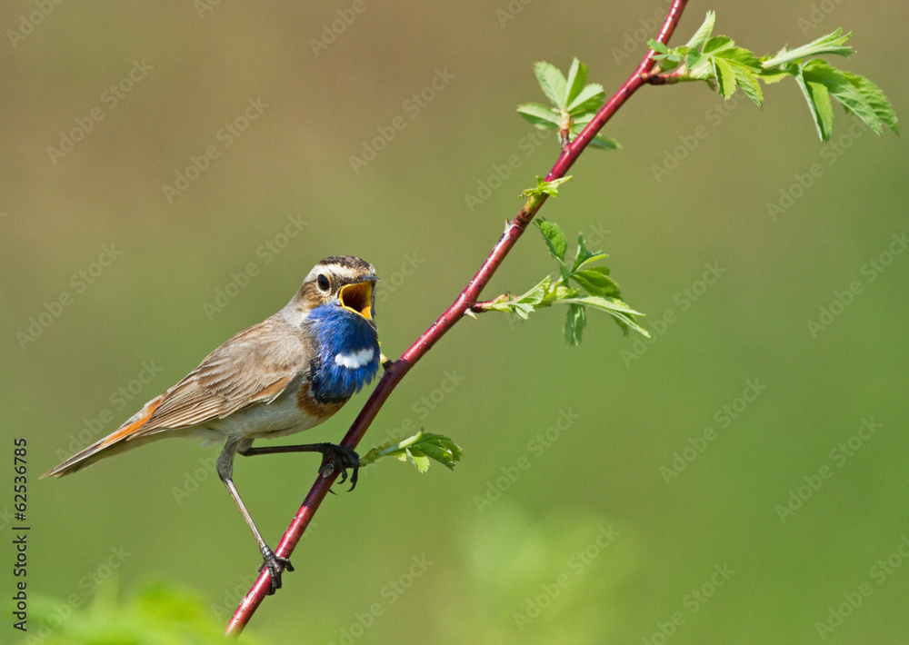 Obraz premium Singing Bluethroat on the branch