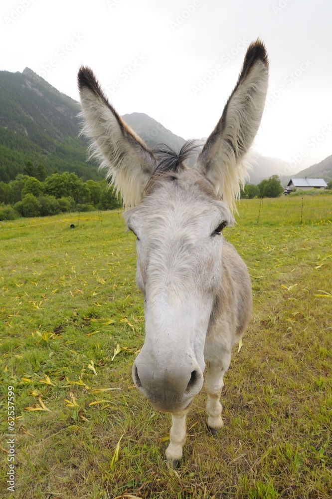 funny donkey, Equus africanus asinus funny donkey, Equus africanus asinus