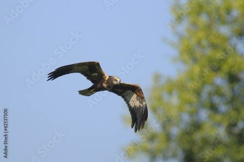 Western Marsh-harrier  Circus aeruginosus 