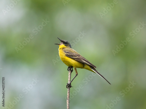 Yellow Wagtail singing on the branch