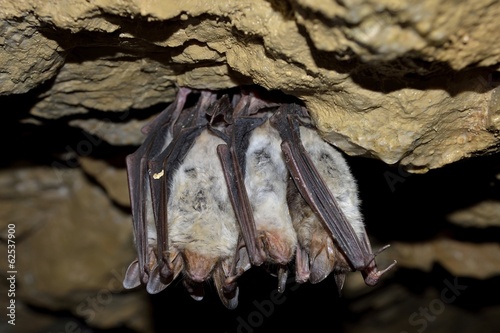 Groups of sleeping bats in cave (Myotis blythii)