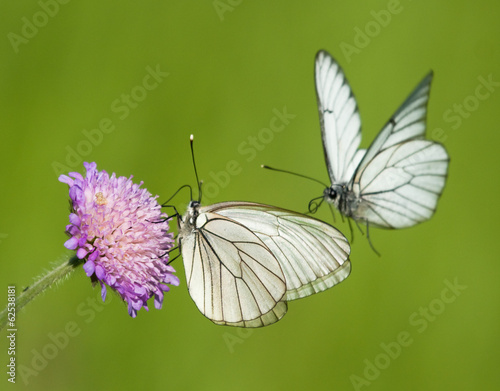 Black-veined White butterflies on a flower of scabious