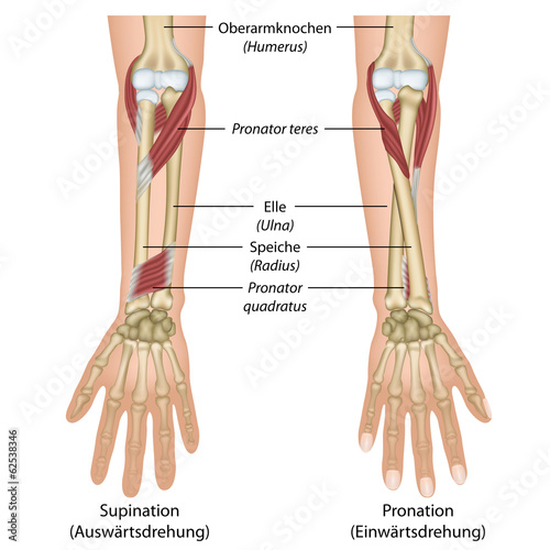 Pronation des Unterarms, Hintergrund deutsch