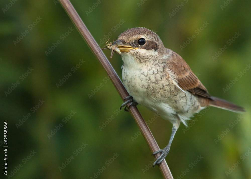 Young Red-backed Shrike with grasshopper Young Red-backed Shrike with grasshopper