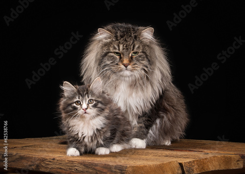Принти на полотні Siberian cat on black background with wooden texture