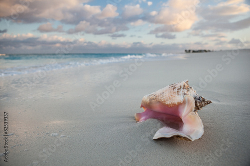 Caribbean Conch and Beach