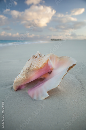 Caribbean Conch and Beach © ead72