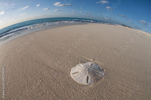 Caribbean Sand Dollar photo