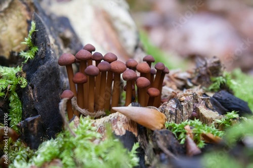 Obraz na płótnie Echter Knoblauchschwindling / small dark mushroom