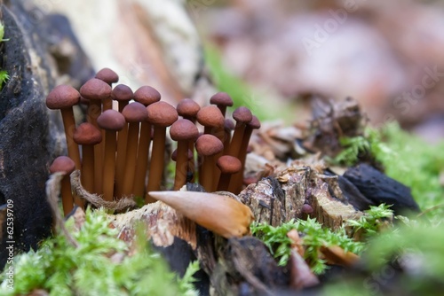 Obraz na płótnie Echter Knoblauchschwindling / small dark mushroom