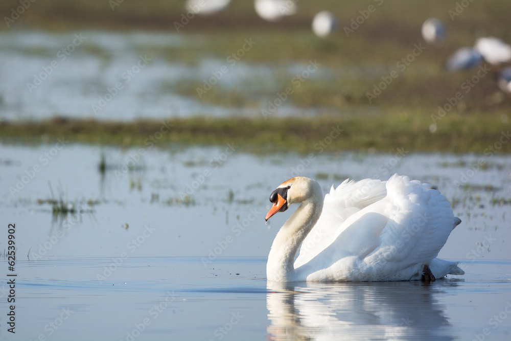 Naklejka premium White mute swan