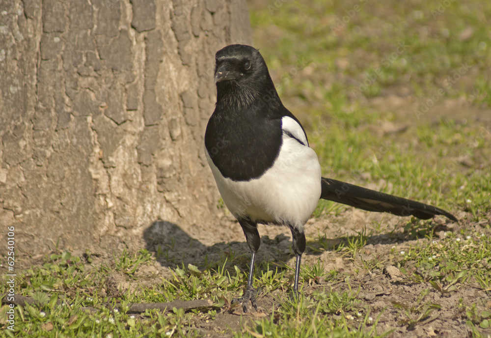 Fototapeta premium sroka
