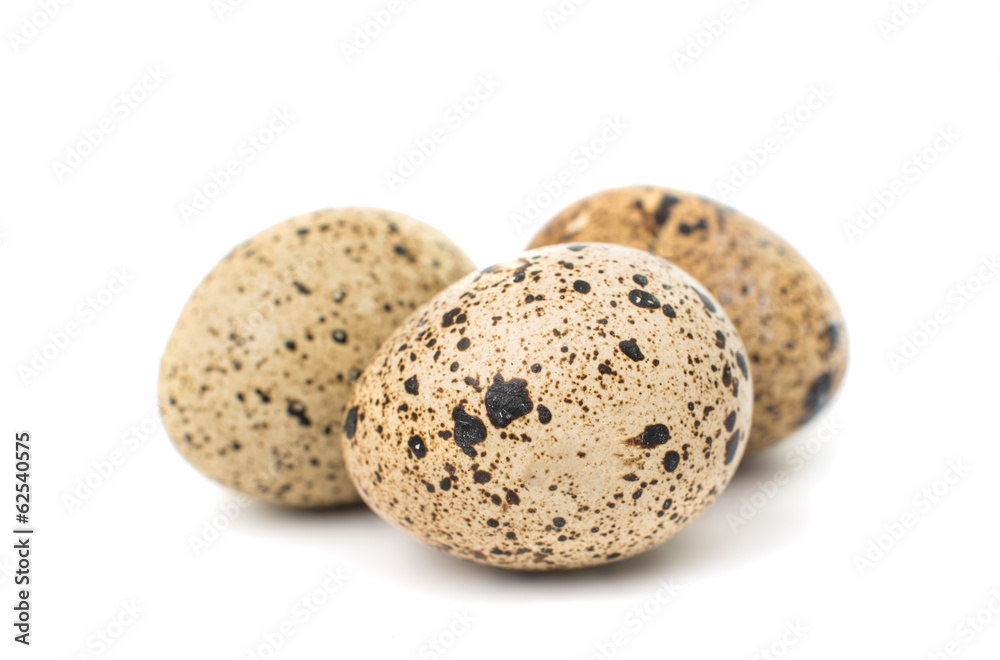 quail eggs quail eggs