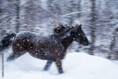 Fototapeta Naklejka Na Ścianę i Meble -  Fast Horse Galloping during a Blizzard in Nature