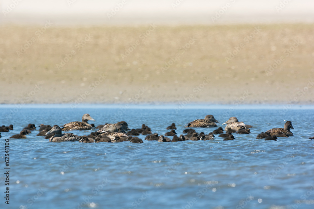 Naklejka premium Female common eider with goslings