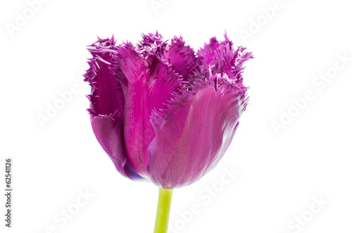 Fototapeta Naklejka Na Ścianę i Meble -  purple tulip isolated