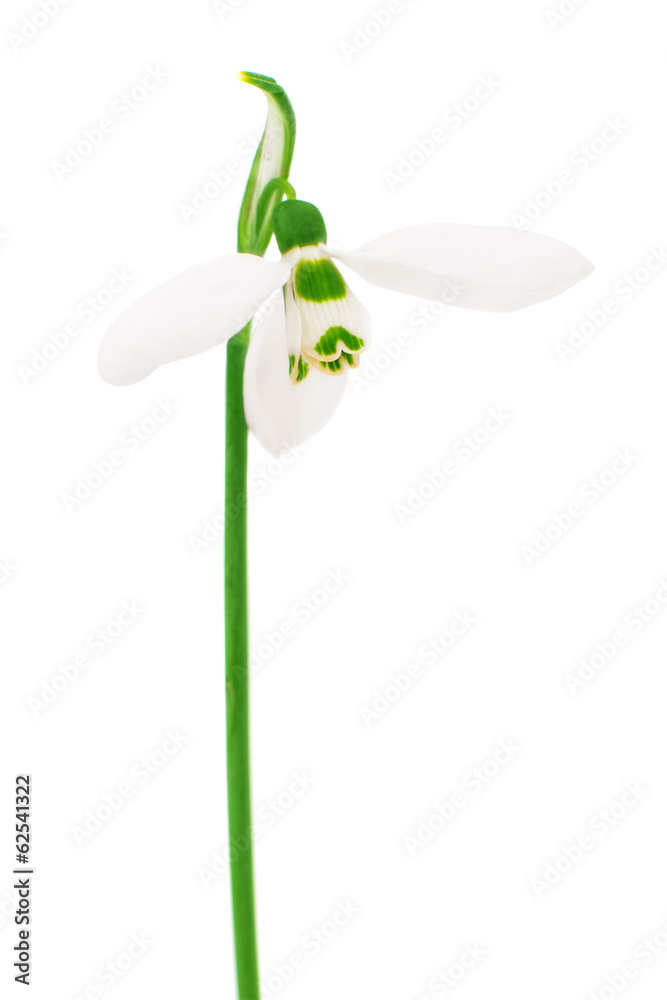 Obraz premium Snowdrop