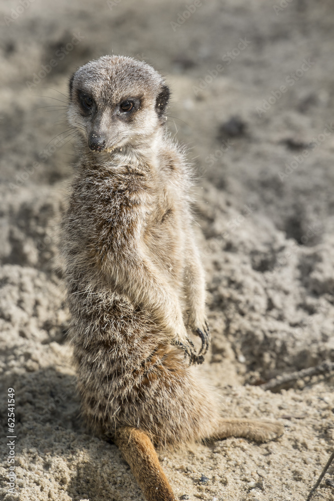 Fototapeta premium Meerkat standing