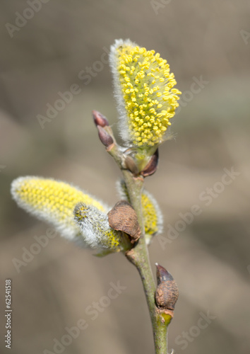 Weidenkätzchen Blüte