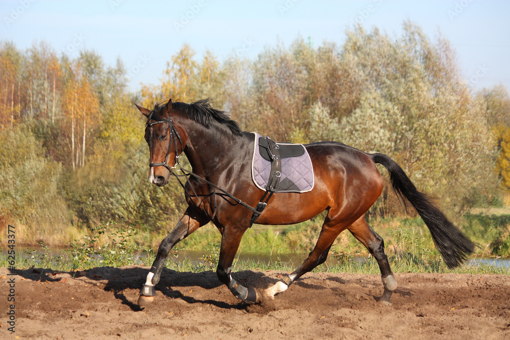 Fototapeta premium Beautiful bay horse trotting in autumn