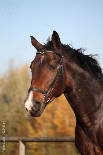 Bay horse portrait with bridle © virgonira